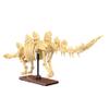 CaDA Stegosaurus (297 Pieces) - C59012W - Skeleton of a Stegosaurus, Glow in the Dark view 2