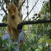 SHENGUS-Mask Halloween Party Novelty Furry Animal Brown Horse Mask Animal Carnival Moving Mouth Masks (Color : Brown) view 3