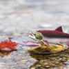 Safari Ltd. Life Cycle of a Salmon Set - 5 Hand-Painted, Lifelike Model Figures - Fun Educational Toy for Boys, Girls & Kids Ages 4+ view 3