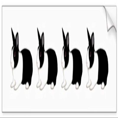 All Things Bunnies Dutch Rabbit Bumper Sticker