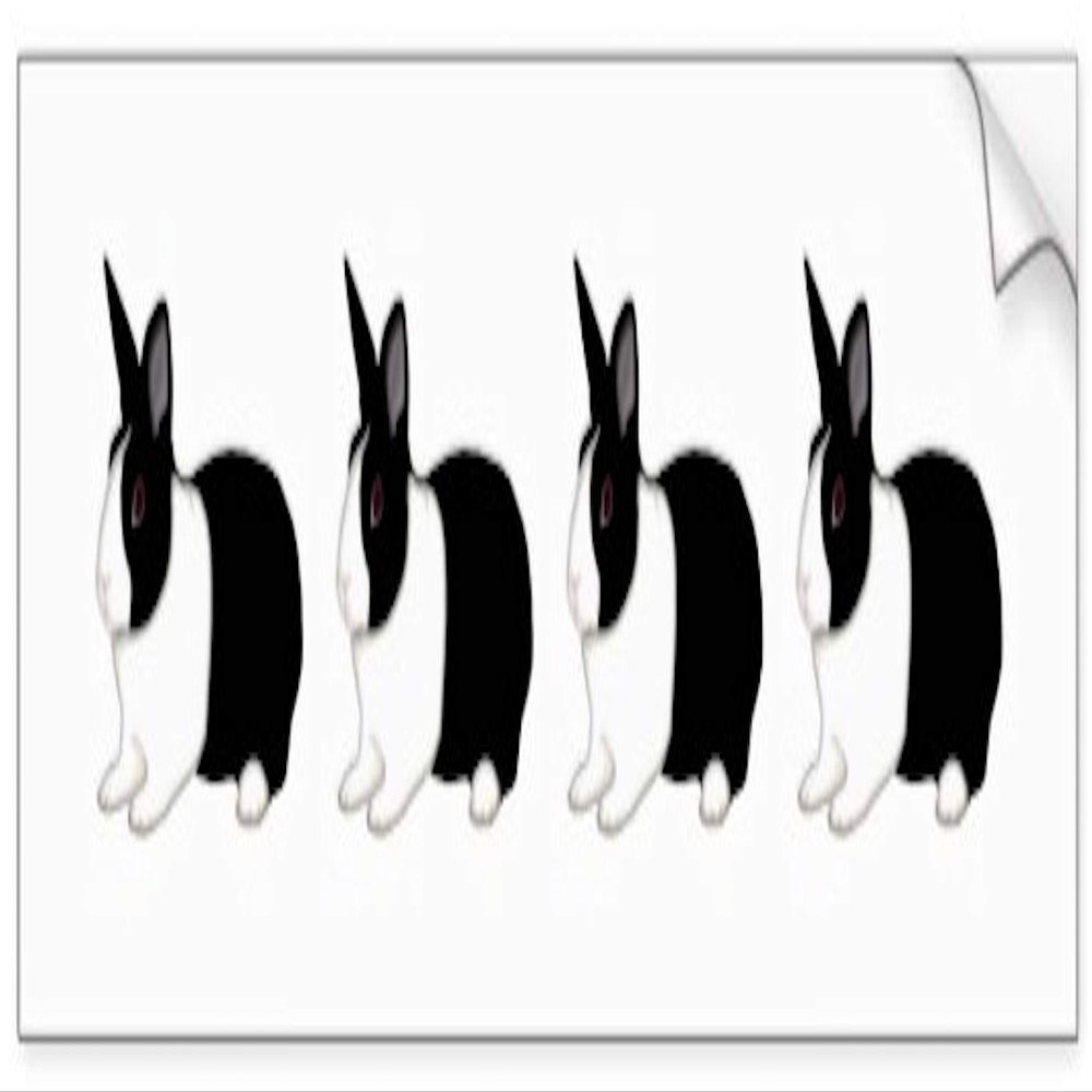 All Things Bunnies Dutch Rabbit Bumper Sticker
