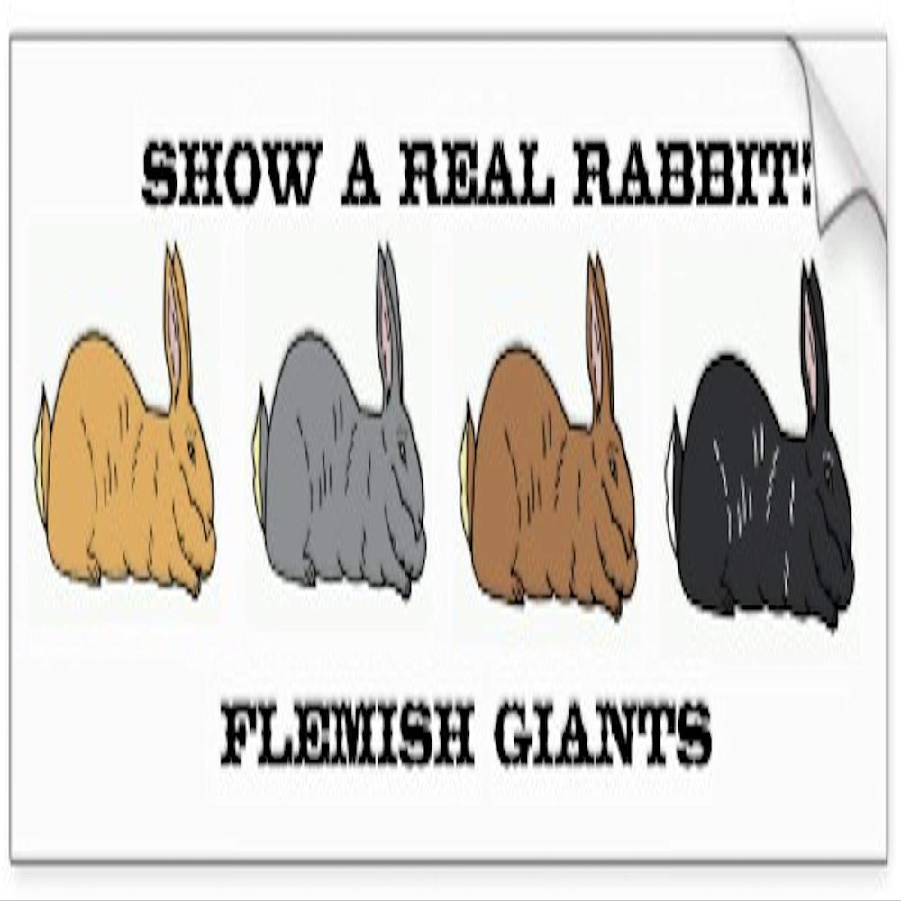 All Things Bunnies Show a Real Rabbit Flemish Giant Bumper Sticker
