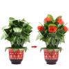 SUMAG Blooming Rose Bush - Remote Control (10 Flowers,Battery Version) Magic Tricks - Flower Appearing Magic Prop for Magician view 1