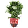 SUMAG Blooming Rose Bush - Remote Control (10 Flowers,Battery Version) Magic Tricks - Flower Appearing Magic Prop for Magician view 2