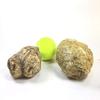 Two XL Whole Break Your Own Geodes Combo Pack - Mexican Trancas | Moroccan Quartz view 2