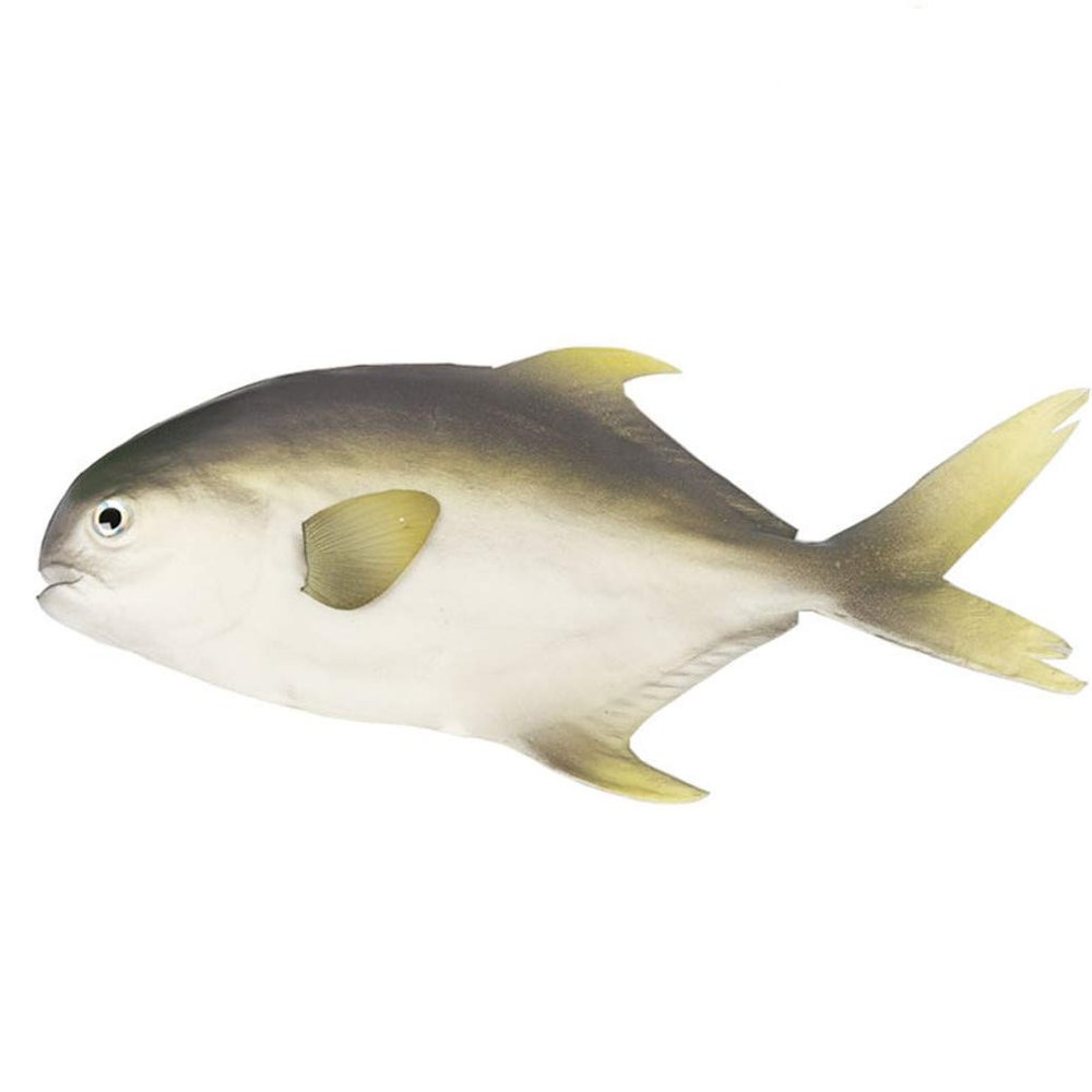 Bo Lala PU Simulation Model Fish for Hotel Restaurant 2 Pieces (Grey Pomfret)