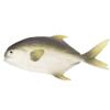 Bo Lala PU Simulation Model Fish for Hotel Restaurant 2 Pieces (Grey Pomfret) view 1