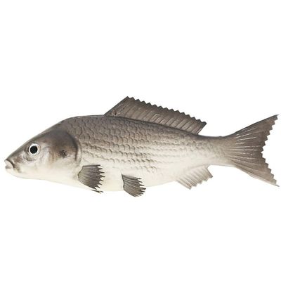 Bo Lala PU Simulation Model Fish for Hotel Restaurant 2 Pieces (Small Grey Carp)