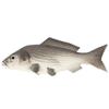 Bo Lala PU Simulation Model Fish for Hotel Restaurant 2 Pieces (Small Grey Carp) view 1