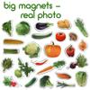 magdum Vegetables Magnets Real Photo Children's for Children - Large Fridge Magnets - Educational Toys Baby 3 Years Old - Magnets Magnetic Board for Learning - Magnet Theater for Kids view 3