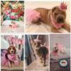 ADOGGYGO Dog Birthday Hat Bandana Girl - Pet Birthday Party Supplies - Pink Dog Tutu Hat Scarf Banner Set for Medium Large Dogs (Large) view 3