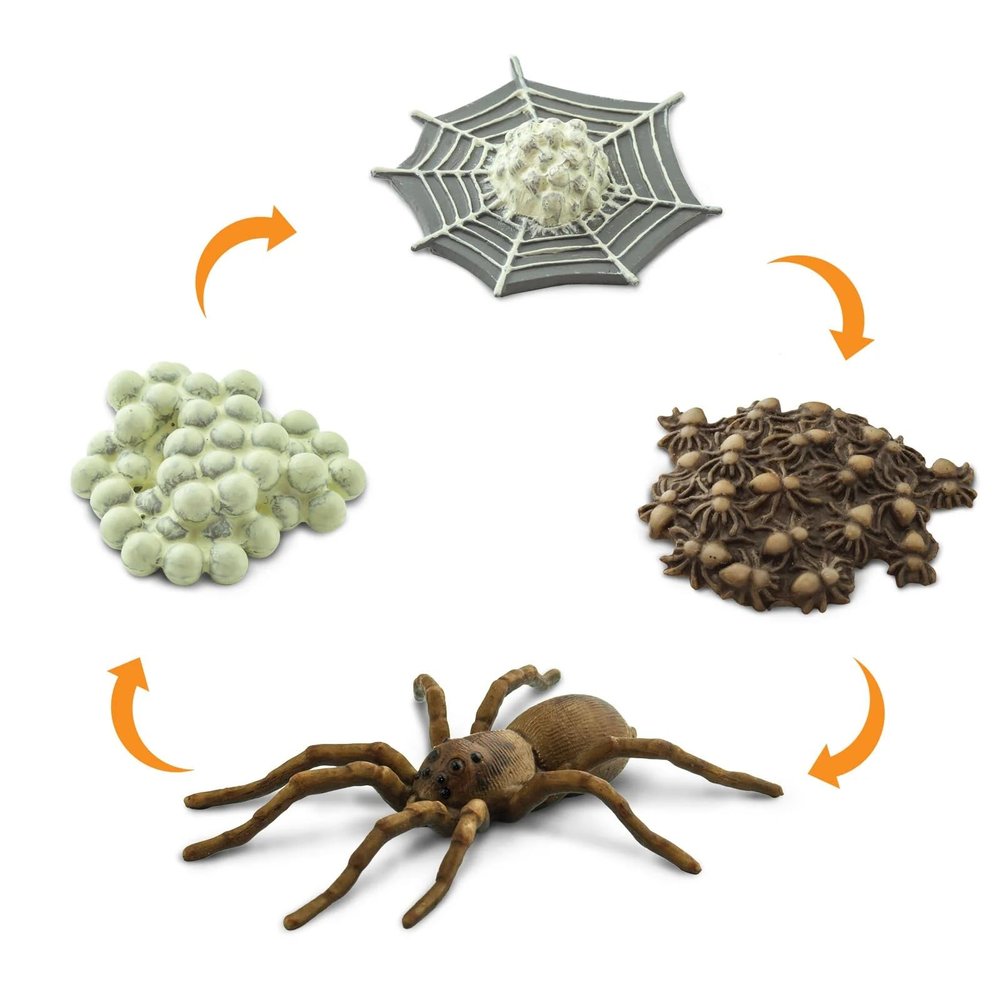 Safari Ltd. Safariology Life Cycle Series Life Cycle of a Spider Toy Figure for Boys and Girls - Ages 3+