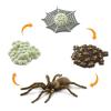 Safari Ltd. Safariology Life Cycle Series Life Cycle of a Spider Toy Figure for Boys and Girls - Ages 3+ view 1