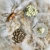 Safari Ltd. Safariology Life Cycle Series Life Cycle of a Spider Toy Figure for Boys and Girls - Ages 3+ view 2
