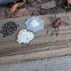 Safari Ltd. Safariology Life Cycle Series Life Cycle of a Spider Toy Figure for Boys and Girls - Ages 3+ view 3
