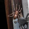 Safari Ltd. Safariology Life Cycle Series Life Cycle of a Spider Toy Figure for Boys and Girls - Ages 3+ view 4
