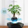 ZHHID Floating Bonsai Pot - Magnetic Suspension Levitating Air Flower Pots - Creative Design Levitation Bonsai - Home Office Decorations - Fun Gift view 2