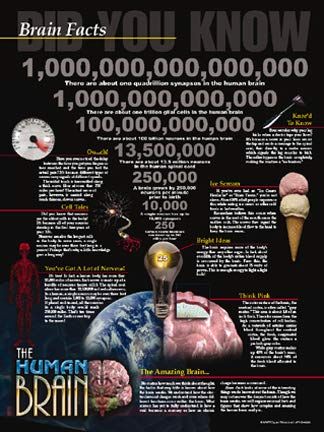Brain Facts Super-Size Vinyl Banner (48" x 64")