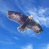 JEKOSEN Bald Eagle Huge Kite for Kids and Adults Single Line String Easy to Fly for Beach Trip Park Family Outdoor Games and Activities view 2