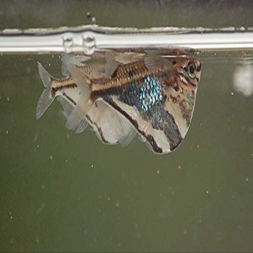 Marble Hatchetfish