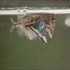 Marble Hatchetfish view 1