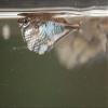 Marble Hatchetfish view 2