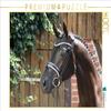 CALVENDO Puzzle The Trakehner. High Nobility from East Prussia 1000 Pieces 64 x 48 cm from Monique Diesselhorst view 1