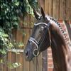 CALVENDO Puzzle The Trakehner. High Nobility from East Prussia 1000 Pieces 64 x 48 cm from Monique Diesselhorst view 2