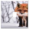 Switch Plate Single Toggle - Fox Animal Nature Winter Fauna Roux Wild Animal view 1