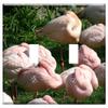 Switch Plate Double Toggle - Flamingo Sleep Deprivation Sleeping Sleep Zoo view 1