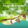 Clearwater Butterfly Live Painted Lady Butterflies - 33 Live Caterpillars Kit - Live Caterpillars to Butterflies - Classroom/School Kit & Habitat - (Suitable for All Ages) view 2