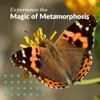 Clearwater Butterfly Live Painted Lady Butterflies - 33 Live Caterpillars Kit - Live Caterpillars to Butterflies - Classroom/School Kit & Habitat - (Suitable for All Ages) view 4