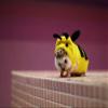 Hedgehog Clothes Bee Costume Small Animal Apparel Polar Fleece Material Handmade Hedgehog Hoodie Costume Accessories Outfit for Cosplay Halloween Party Pet Supplies (XS (200-300g)) view 2