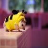 Hedgehog Clothes Bee Costume Small Animal Apparel Polar Fleece Material Handmade Hedgehog Hoodie Costume Accessories Outfit for Cosplay Halloween Party Pet Supplies (XS (200-300g)) view 3