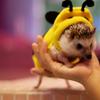 Hedgehog Clothes Bee Costume Small Animal Apparel Polar Fleece Material Handmade Hedgehog Hoodie Costume Accessories Outfit for Cosplay Halloween Party Pet Supplies (XS (200-300g)) view 4