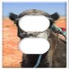 Switch Plate Outlet Cover - Morocco Camel Desert Animal Sahara view 1