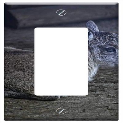 Switch Plate Single Rocker/GFCI - Capricorn Capricorn Baby Young Animal Lying Mammal