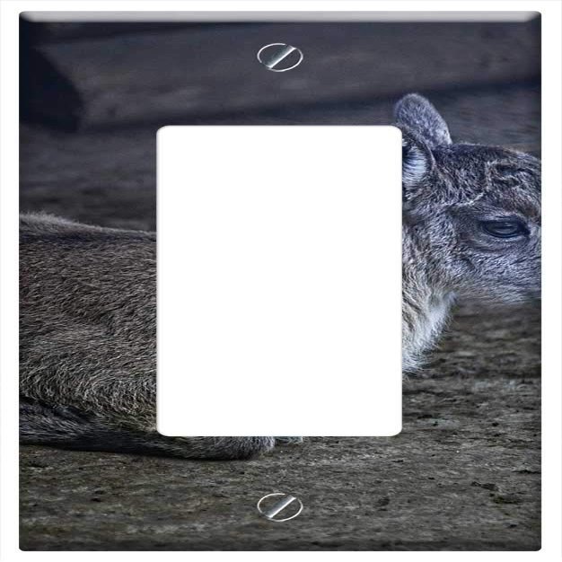 Switch Plate Single Rocker/GFCI - Capricorn Capricorn Baby Young Animal Lying Mammal