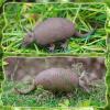 Rich Boxer Armadillo Figurine Realistic Plastic Armadillo Figurine for Home Decor Collection view 4