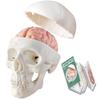 2026 New Human Skull Model,3 Part With 2-Part Human Brain;Half Life Size Skull with Brain;Human Head With Brain for Medical Teaching Learning, Art Sketch,Educational Display Tool Human Anatomy view 1