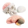 2026 New Human Skull Model,3 Part With 2-Part Human Brain;Half Life Size Skull with Brain;Human Head With Brain for Medical Teaching Learning, Art Sketch,Educational Display Tool Human Anatomy view 2