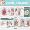 2026 New Human Skull Model,3 Part With 2-Part Human Brain;Half Life Size Skull with Brain;Human Head With Brain for Medical Teaching Learning, Art Sketch,Educational Display Tool Human Anatomy view 3