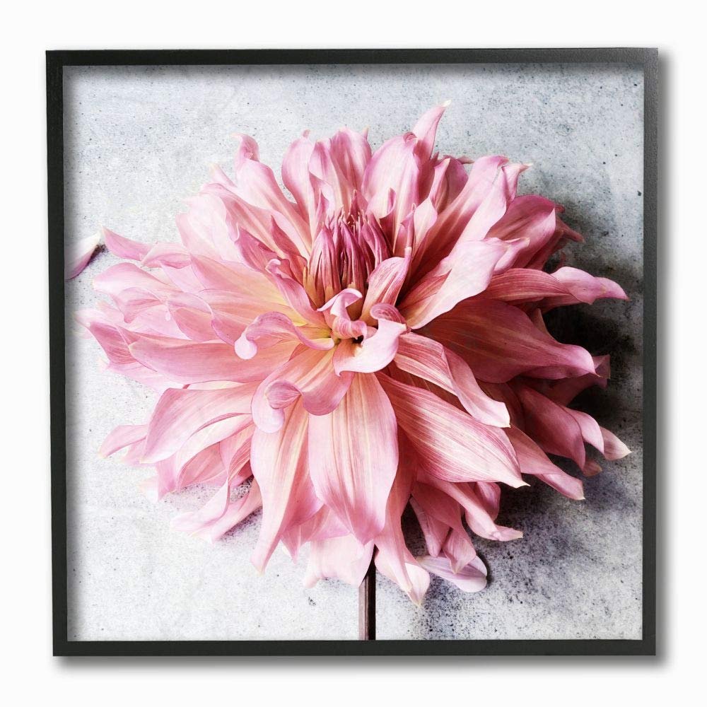 Stupell Industries Pink Spring Floral with Curly Petal Details Wall Art, 12 x 12, Off-White
