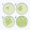 Bacteria Science Kit Petri Dishes with Agar and Swabs | Top Science Fair Project Bacteria Growing Kit | Prepoured LB-Agar Plates and Cotton Swabs | STEM for Kids Aged 6 7 8 9 10 Girls Boys Gifts view 2