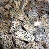Rockhound's 1st Choice Rock Tumbler Gem Refill Kit -Mexico Dalmatian Jasper Rough- 8oz view 2