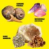 Rocks Minerals & Fossils Collection for Kids 250+ Real Gemstones and Crystals Rock Identification Kit Includes Display Case, Genuine Fossils, Geodes Great Geology, Science Gift for Boys & Girls view 3