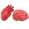 2pcs Fake Heart Brain Mold Scary Realistic Body Organ Parts Halloween Horror Props Haunted House Party Decor view 1