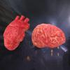 2pcs Fake Heart Brain Mold Scary Realistic Body Organ Parts Halloween Horror Props Haunted House Party Decor view 4