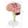 Human Brain Model, Medical Anatomical Brain Model with Arteries for Science Classroom Study Display Teaching Medical Model view 2