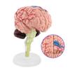 Human Brain Model, Medical Anatomical Brain Model with Arteries for Science Classroom Study Display Teaching Medical Model view 3
